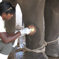 T Thailand elephants